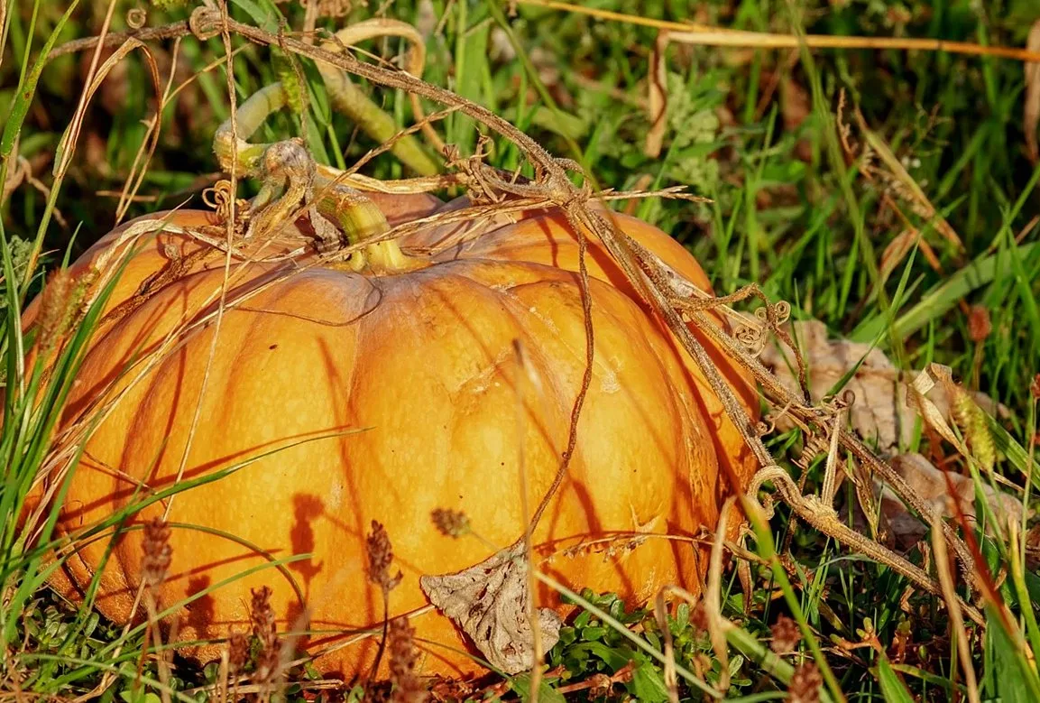 pumpkin, growth, plant, vegetables, yellow, ribbed, food, healthy, fall, nature