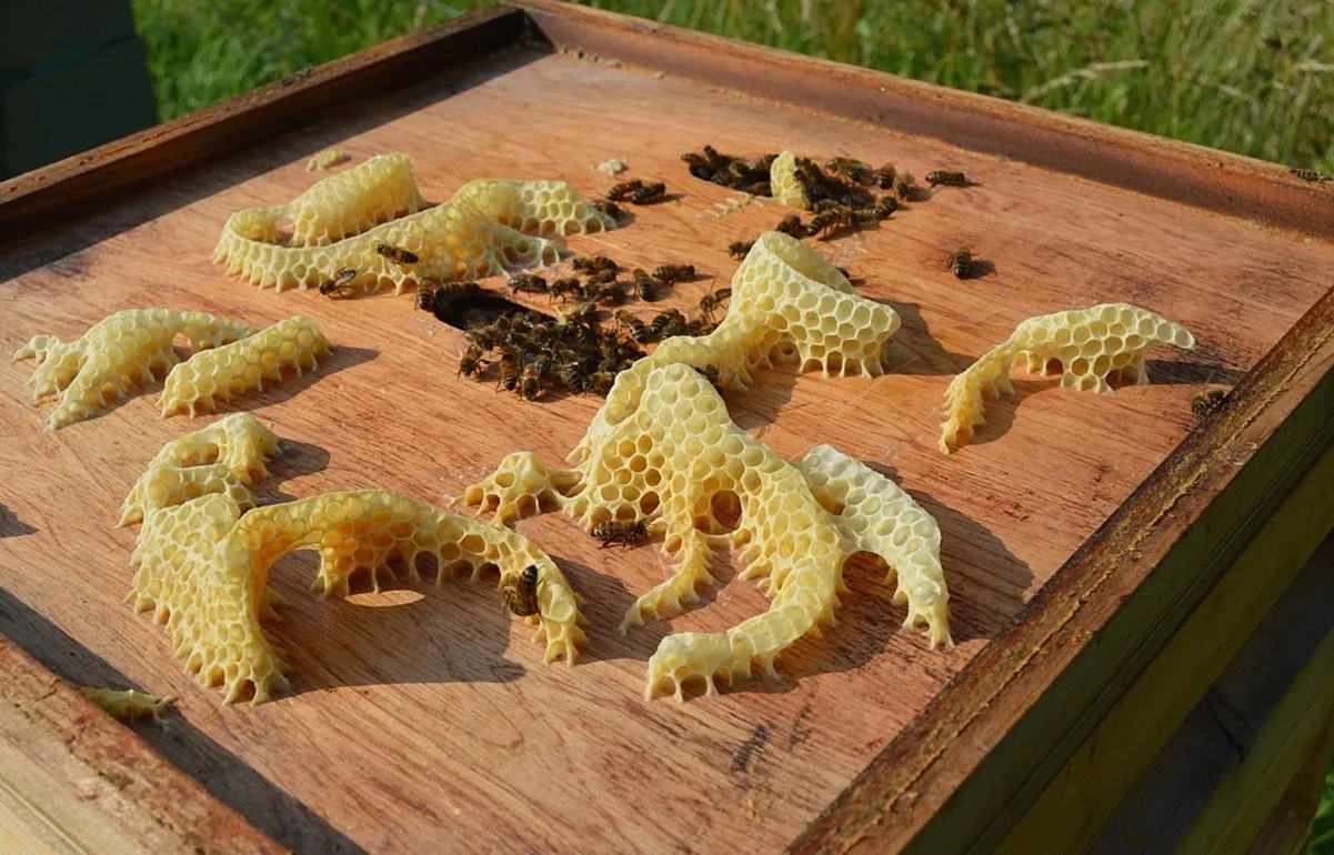 bee, honeybee, beeswax, honeycomb, wax, colony, hive, brown bee, honeybee, beeswax, beeswax, beeswax, beeswax, beeswax, 